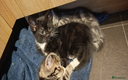 Mixed Breed cats for sale: 3 beautiful kittens looking for their forever home - Image 27