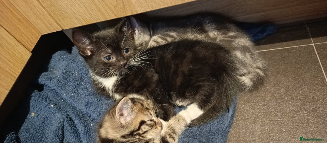 Mixed Breed cats for sale: 3 beautiful kittens looking for their forever home - Image 27