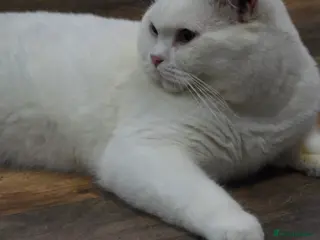 British Shorthair cats British Shorthair White Boy โ proven stud service - Advert 17