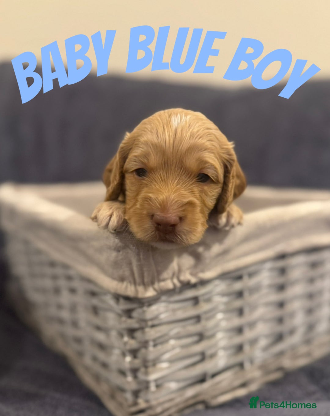 Mixed Breed dogs for sale: 👑 Superb Rare Health Tested Cockadoodledoo Pups - Image 19