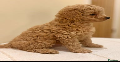 Cavapoo dogs - Advert 8