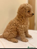 Cavapoo dogs - Advert 4