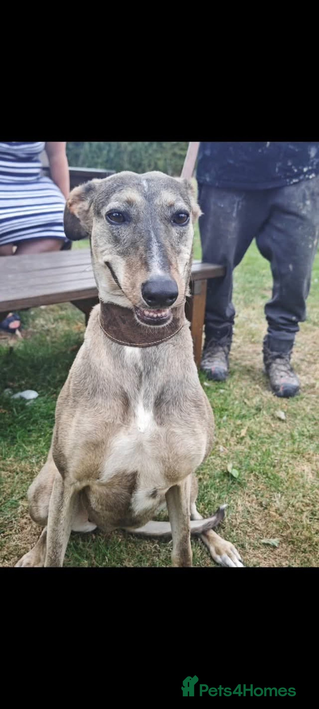 Lurcher dogs for adoption: Rosie - Image 5