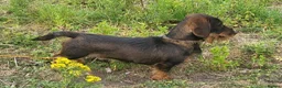Dachshund dogs for sale: *Gamekeeper bred Wire Haired Dachshund Puppies* - Advert 16