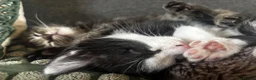 Mixed Breed cats for sale: Black and white male - Advert 4