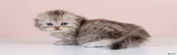 Scottish Fold cats for sale: Scottish fold and straight kittens 🐾🐾 - Advert 11