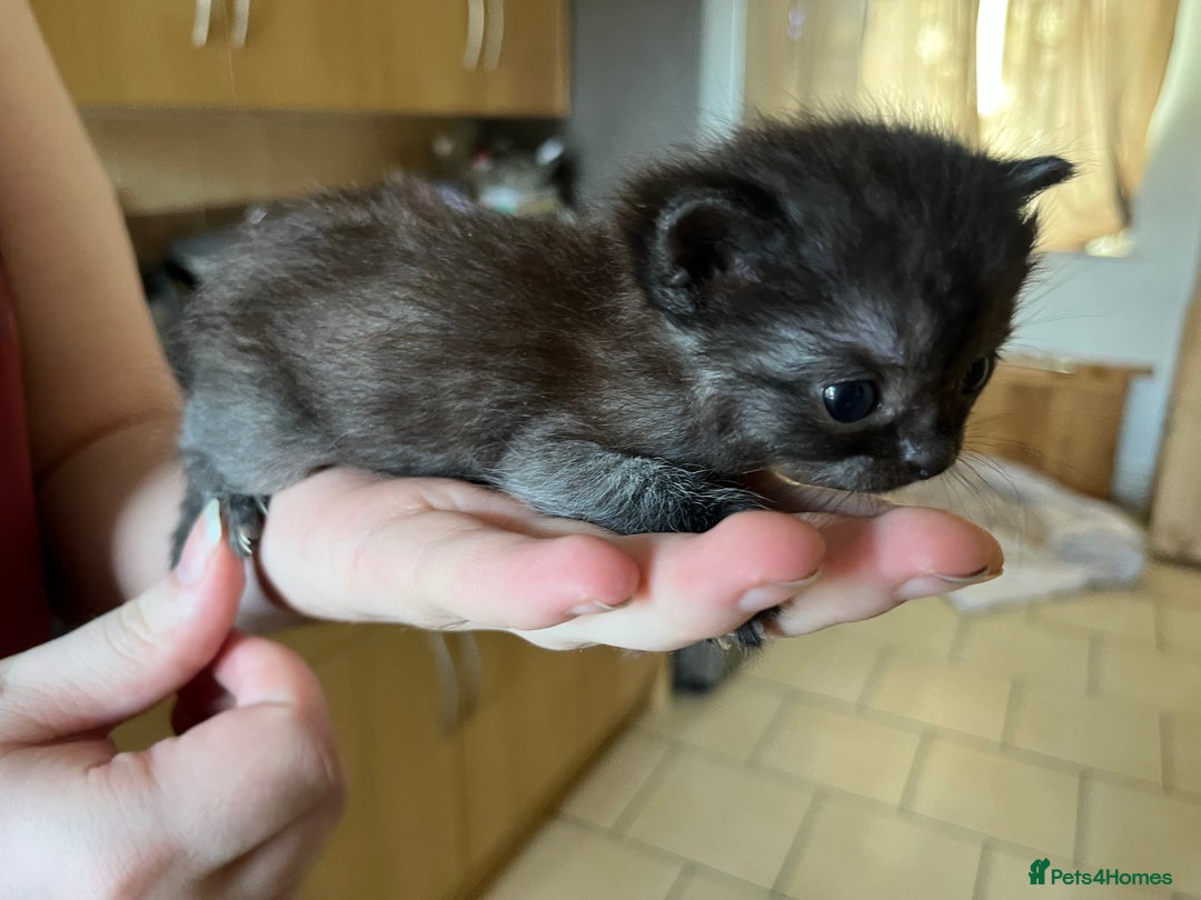 Ragdoll cats for sale: Ragdoll x tortoise shell kittens - Image 8