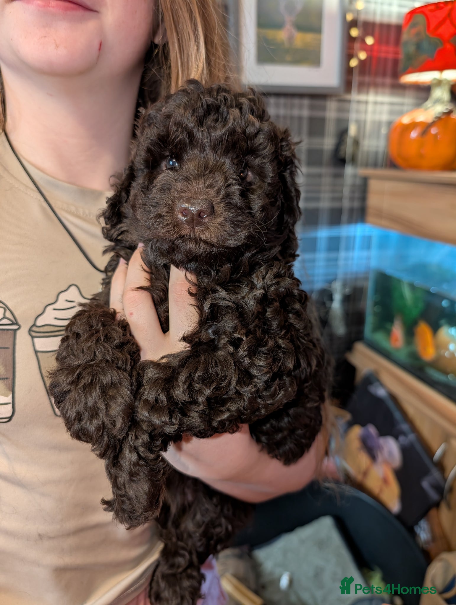 Cockapoo dogs Toy girl cockerpoo - Advert 1