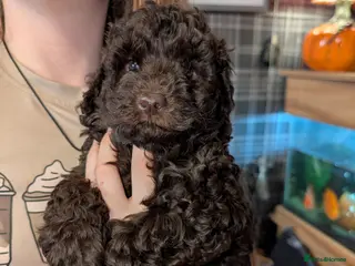 Cockapoo dogs Toy girl cockerpoo - Advert 4