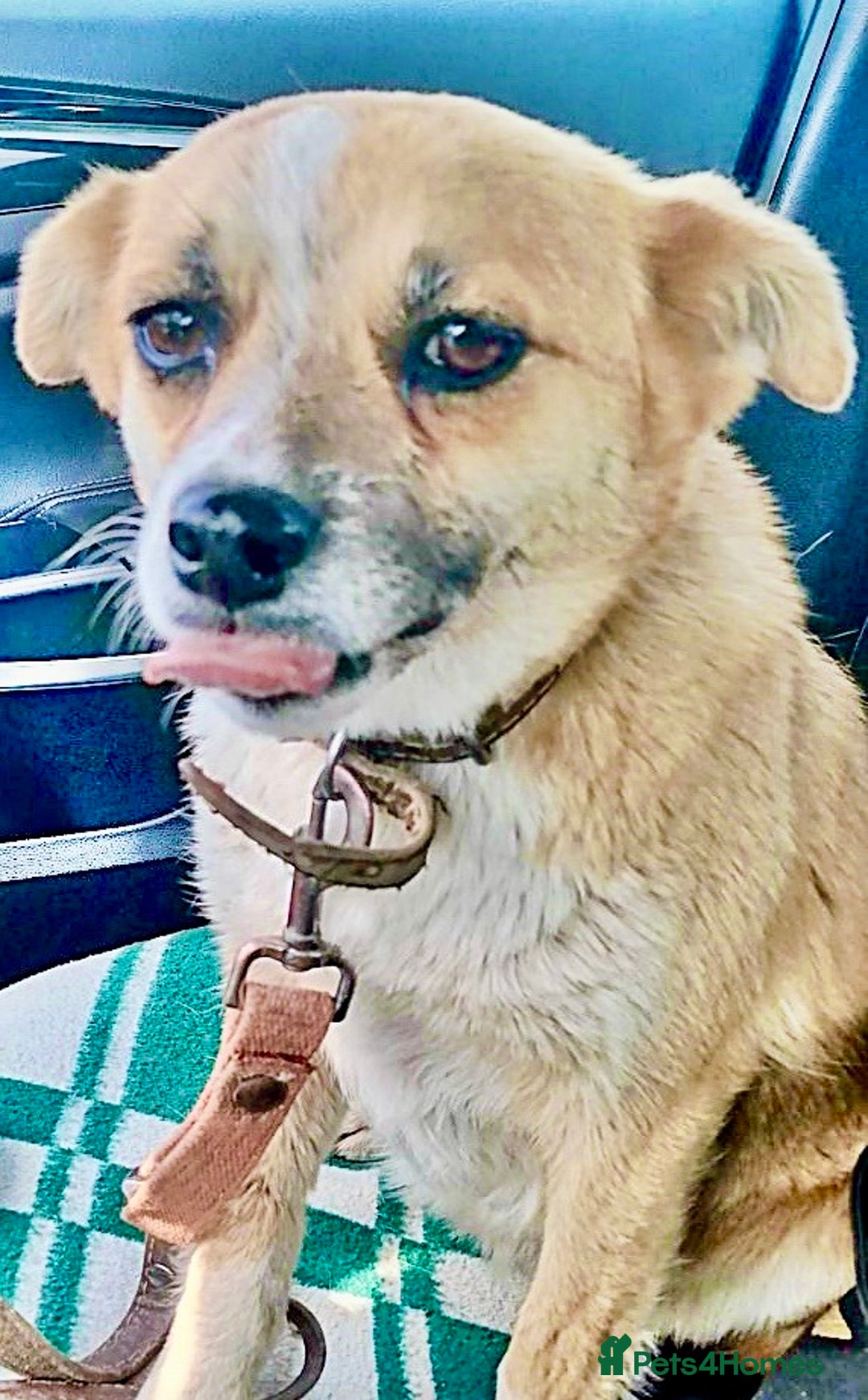 Chihuahua dogs for adoption: Alica’s Story: From Despair to Love - Image 3