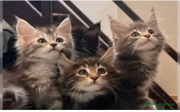 Maine Coon cats for sale: Xl Stunning Maine coon kittens  - Image 7
