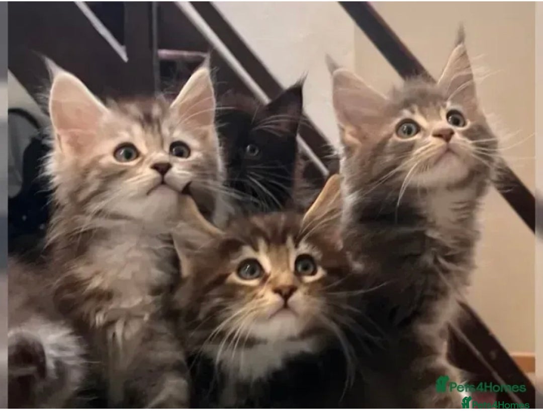 Maine Coon cats for sale: Xl Stunning Maine coon kittens  - Image 7