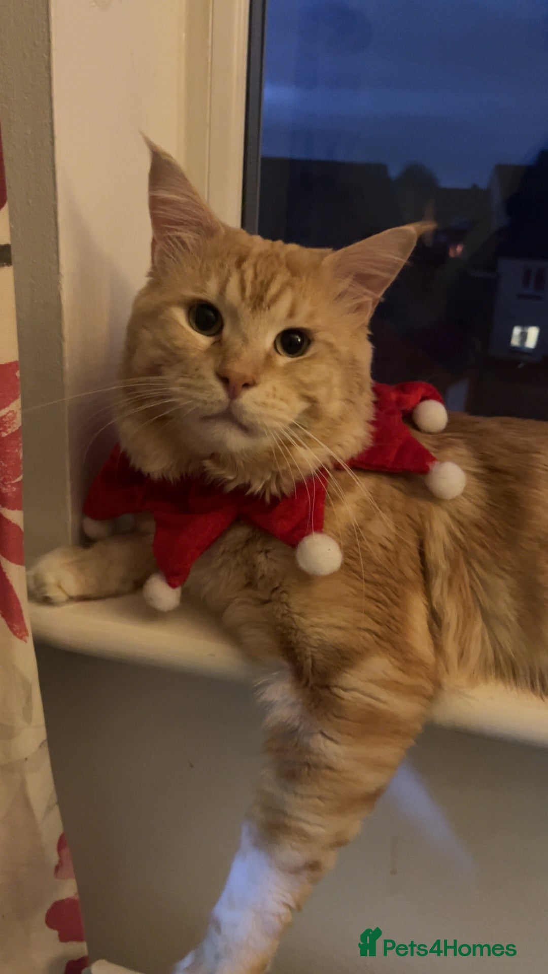 Maine Coon cats for sale: Gorgeous maincoone boy ginger/white  - Advert 4