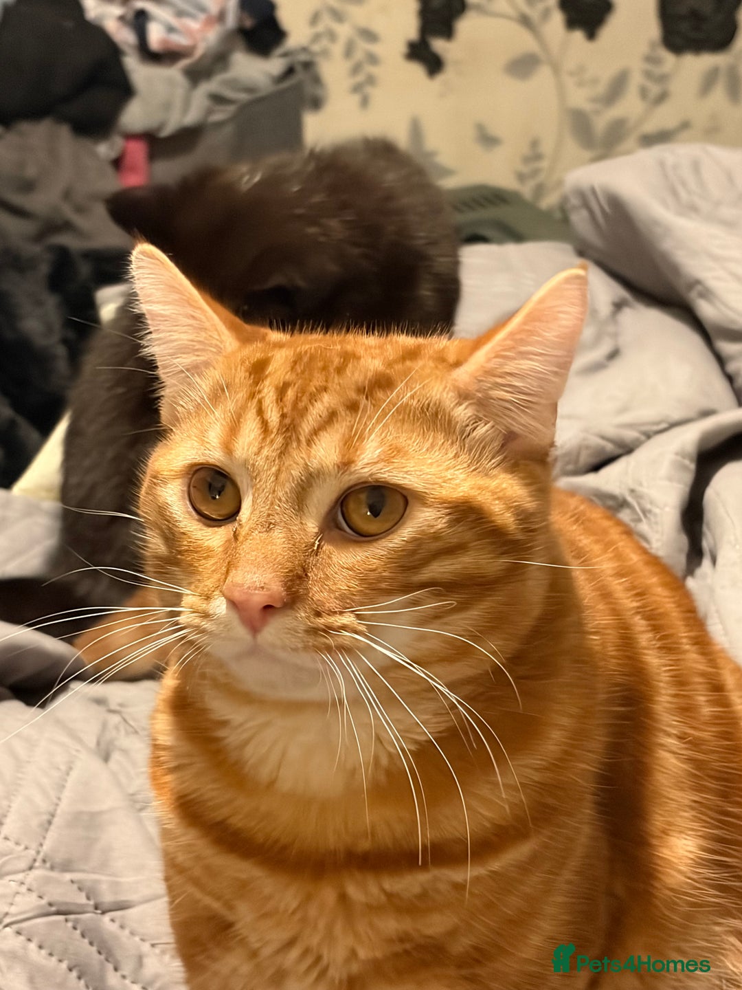 Mixed Breed cats for sale: Brothers £500 for both together  - Advert 2