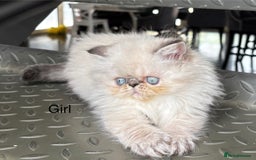 Persian cats for sale: LITTLE PERSIAN KITTENS FOR SALE!!! - Image 10
