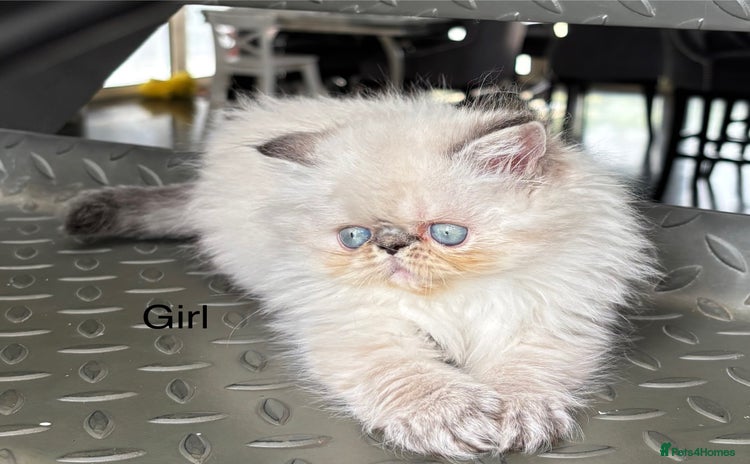 Persian cats - Advert 1