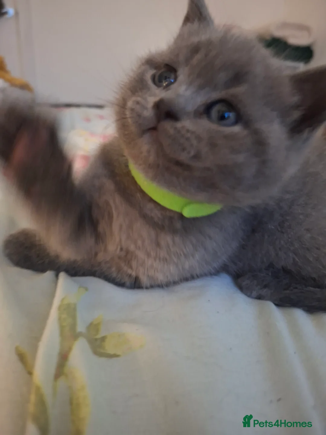 British Shorthair cats for sale: Only 1 blue boy & 1 blue girl available to reserve - Advert 26