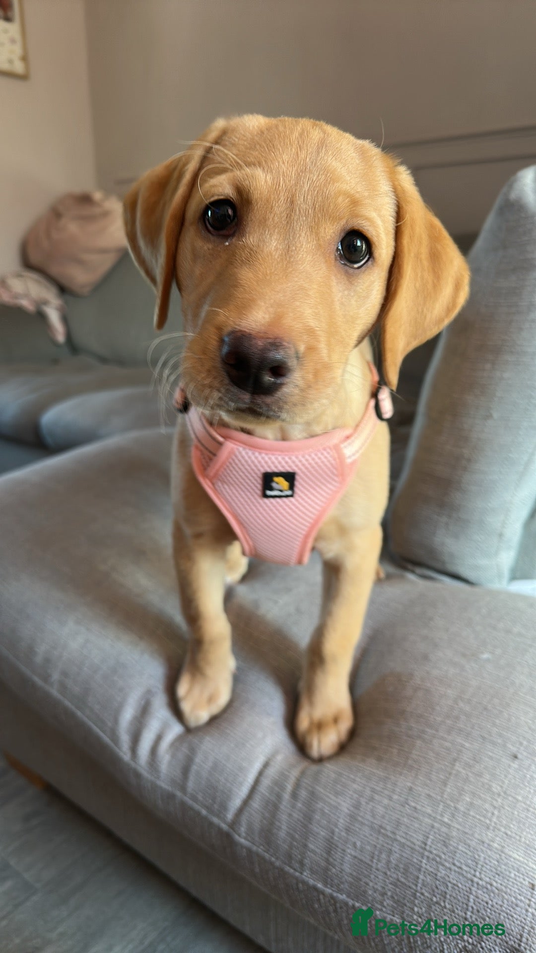 Labrador Retriever dogs for sale: Labrador Seeking New Home - Advert 10