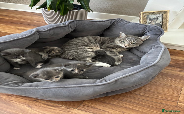 Domestic Shorthair cats - Advert 13