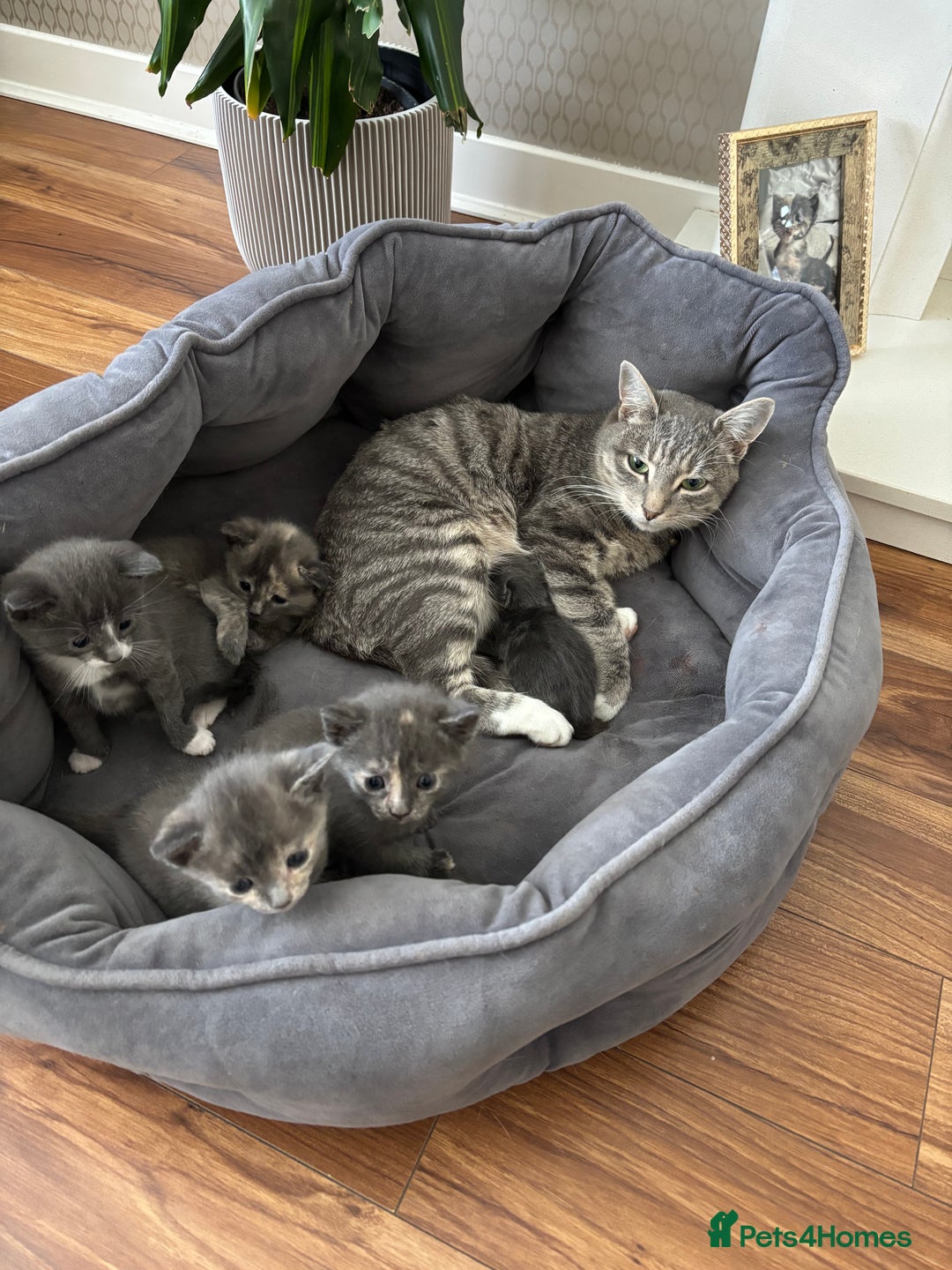 Domestic Shorthair cats for sale: Beautiful girl kittens available - Image 1