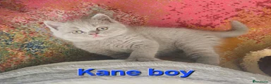 British Shorthair Kane hoy