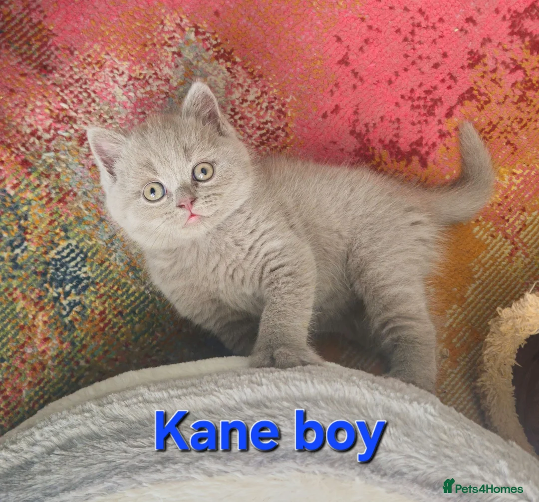 British Shorthair cats for sale: British shorthair kittens  - Advert 18
