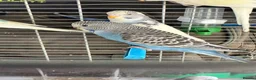 Budgerigars birds for sale: Baby budgies for sale  - Advert 2
