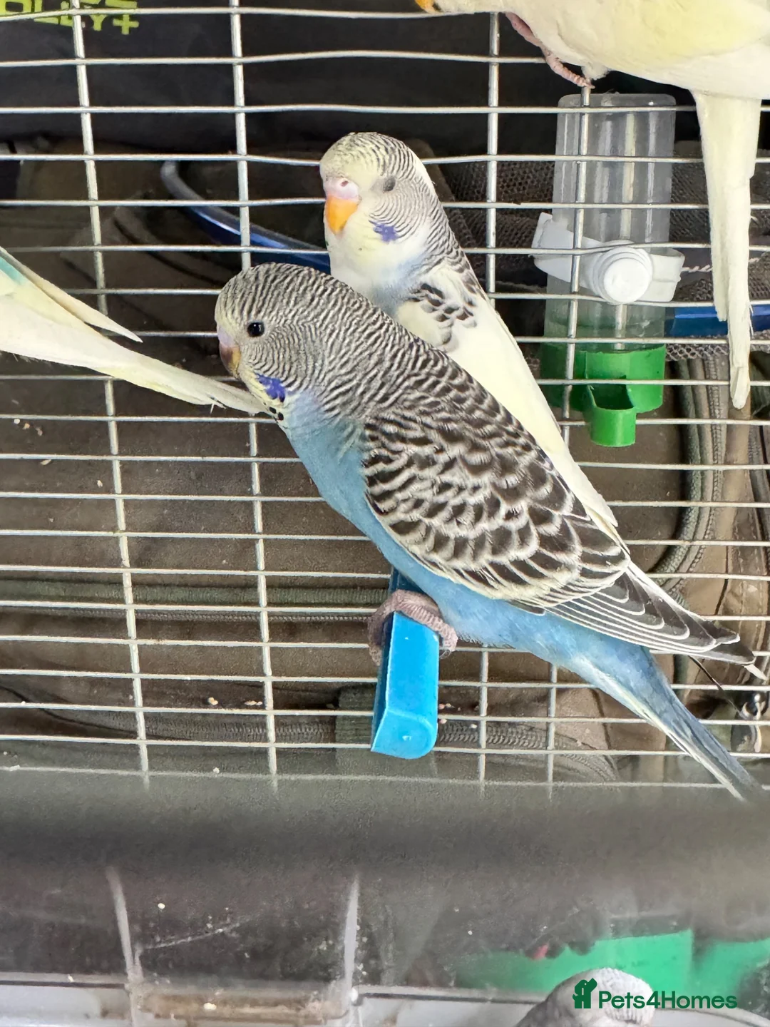 Budgerigars birds for sale: Baby budgies for sale  - Advert 2