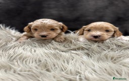Cockapoo dogs for sale: Cockapoo Puppies - Image 6