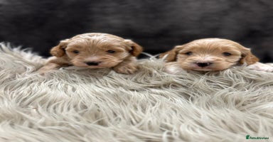 Cockapoo dogs - Advert 7