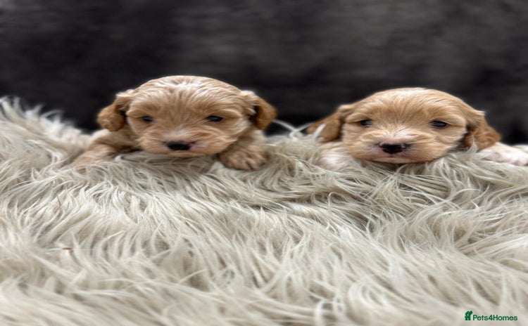 Cockapoo dogs - Advert 4