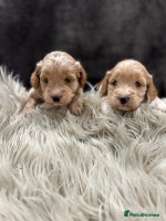 Cockapoo dogs - Advert 5