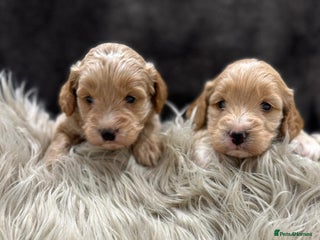 Cockapoo dogs - Advert 20