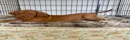 Hungarian Vizsla dogs for sale: Hungarian vizsla puppies 3 boys Ready now  - Advert 10