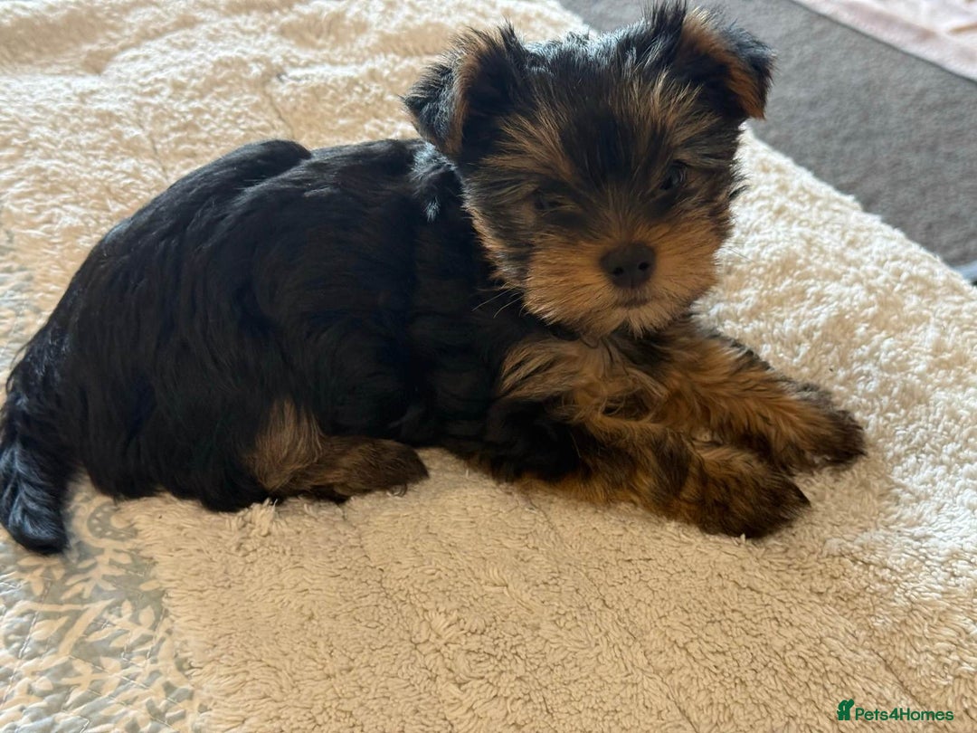 Yorkshire Terrier dogs for sale: YORKSHIRE TERRIER PUPS - Image 2