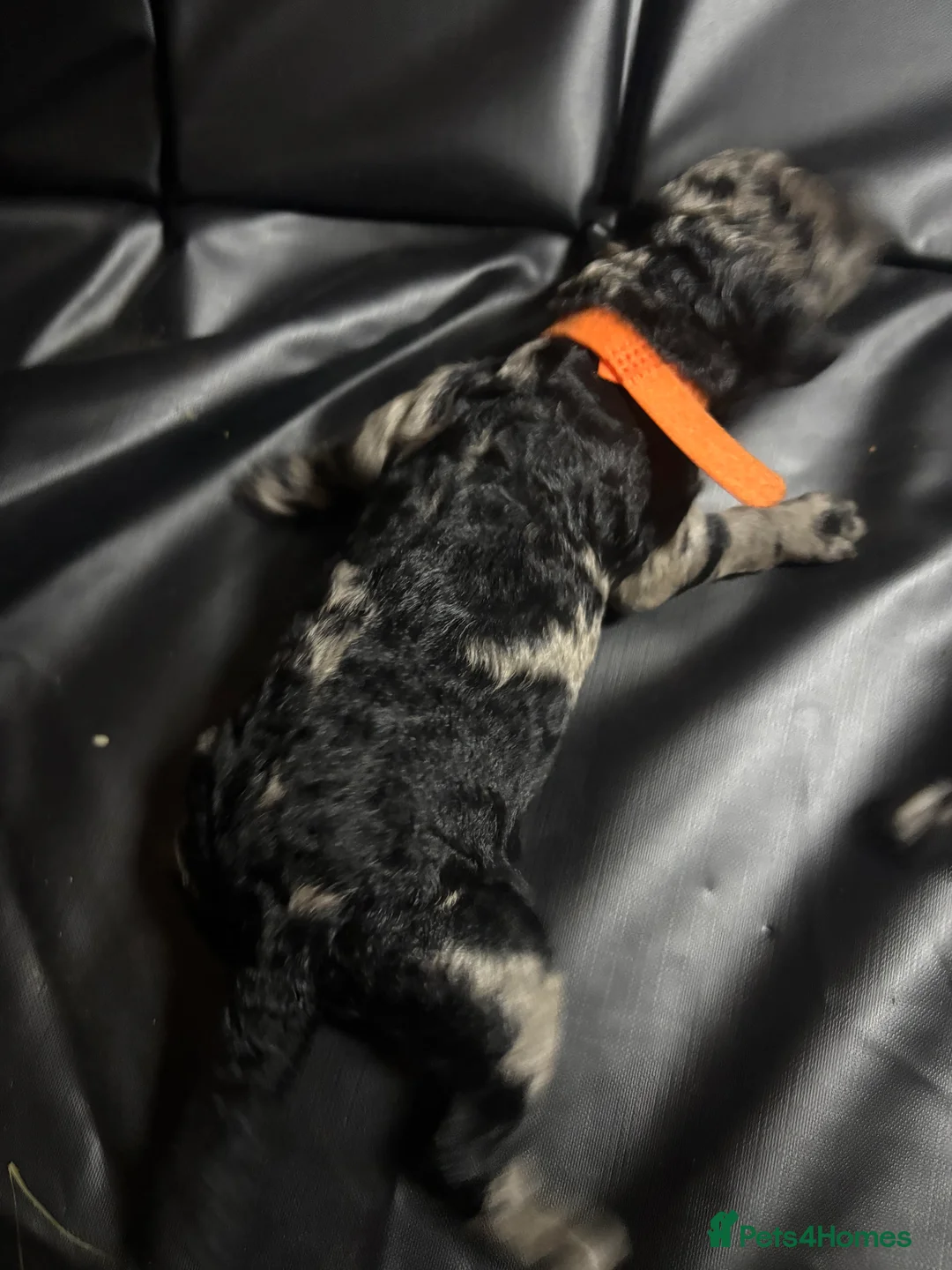 Goldendoodle dogs for sale: Goldendoodle puppies - Advert 2