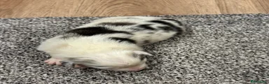 Australian Shepherd 5