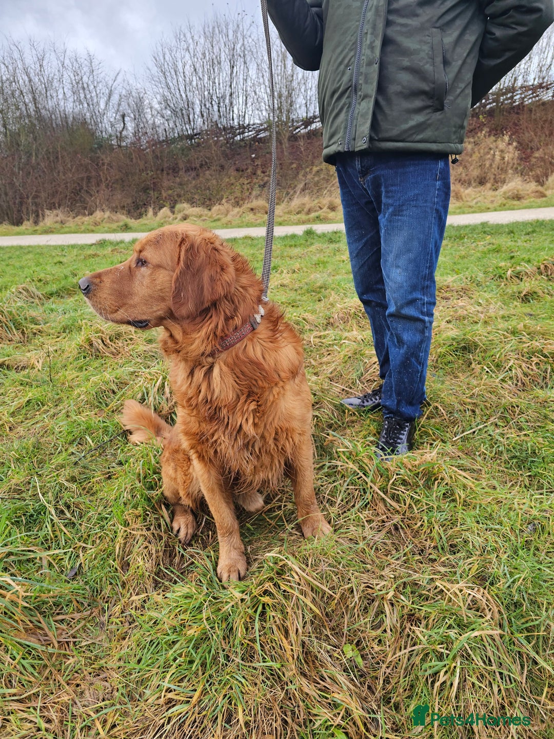 Golden Retriever dogs for stud: Gorgeous KC registered Golden Retriever stud dog  in Chesterfield - Image 5