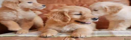 Golden Retriever dogs for sale: Quality Health Tested Golden Retriever Puppies - Advert 3