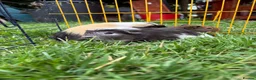 Guinea Pig rodents for sale: Beautiful friendly guinea pigs - Advert 8