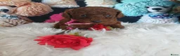 Miniature Poodle dogs for sale: Fox Red and Red puppies Boys and Girls available. - Advert 5