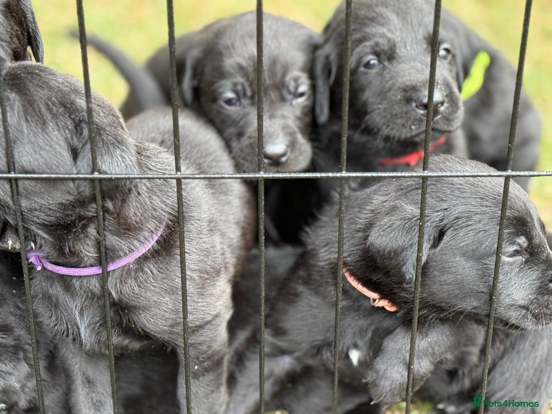 Labrador Retriever dogs for sale: 9 Gorgeous Black Labrador Puppies - Image 4