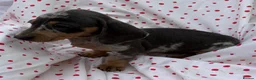 Miniature Dachshund dogs for sale: Miniature dachshund boys - Advert 4