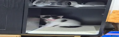 Mixed Breed Kitten 1