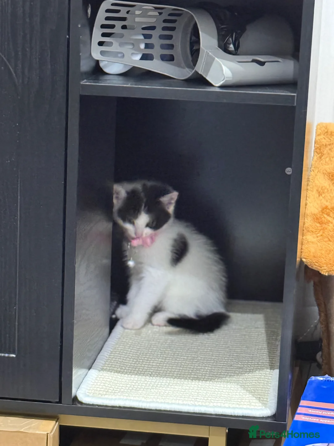 Mixed Breed cats for sale: Girl kitten  in Slough - Advert 2