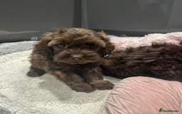 Cockapoo dogs for sale: Beautiful F1 Cockapoo puppies  - Image 8