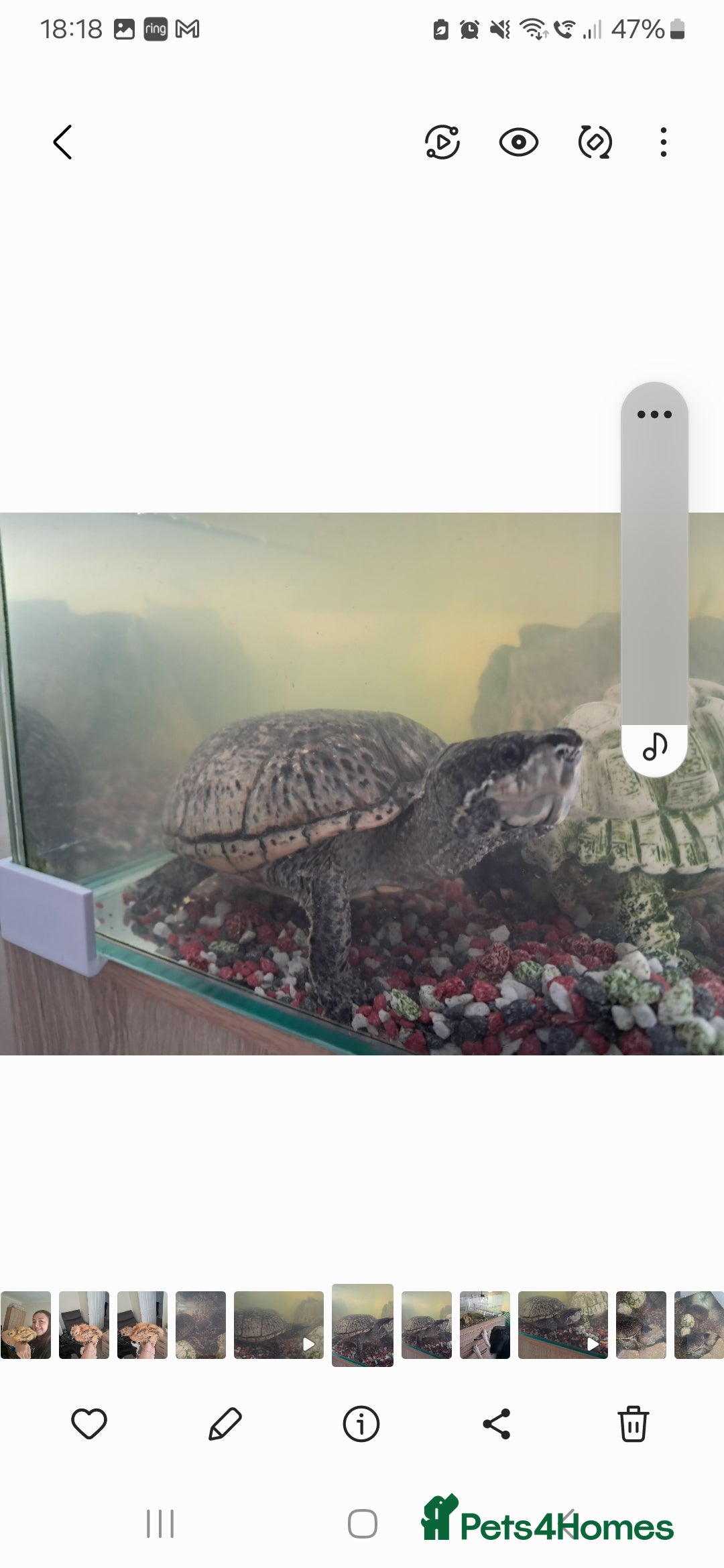 Turtle reptiles for sale: 2 turtles  - Image 2