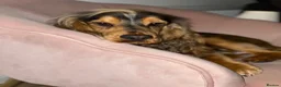 Cocker Spaniel dogs for sale: Chocolate & Tan Sable Boy - Advert 3