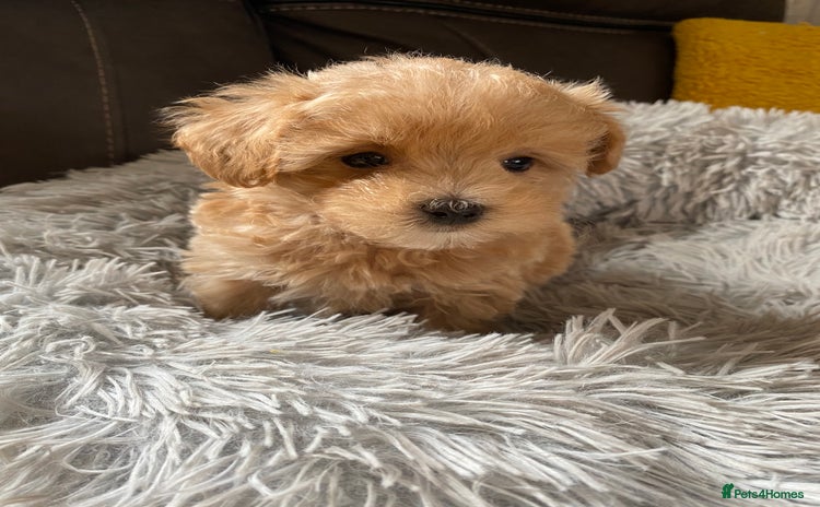 Maltipoo dogs - Advert 2