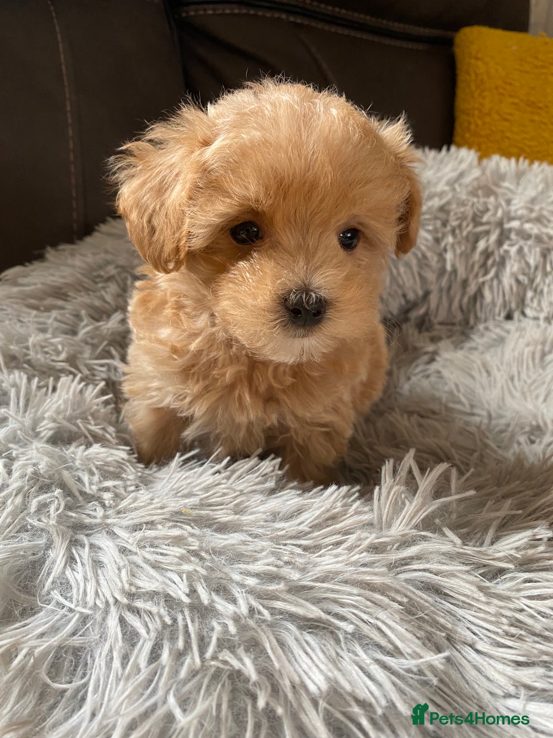 Maltipoo dogs for sale: Tiny Maltipoo Puppies - Image 1